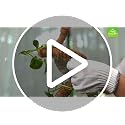 UNIGREEN 2Pack 47'' Premium Bendable Moss Pole - Monstera Plant Support - Plant Trellis Moss Pole for Plants - Moss Poles for Climbing Plants - Plant Sticks Support for Indoor/Outdoor Plants Potted - view 7