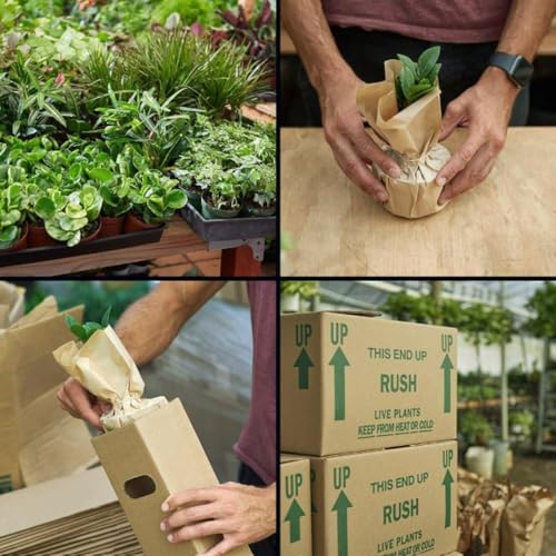 Air Purifying Variety Bundle | Live Plant for Indoor & Outdoor | for Living Room, Office, Bathroom | (4" Pot, 4 Pack) - view 2