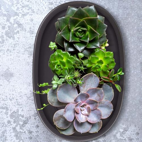 2 Pcs Bonsai Humidity Drip Tray for Plants,12.7 x 8.3 Inch - view 6