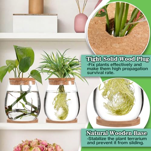 2 Pcs Glass Plants Propagation Stations for Home Office Decor - view 6
