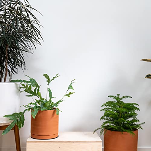 Terracotta Plant Pot with Saucer, 6 Inch, 40-X-A-3 - view 5