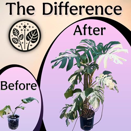Organic Liquid Indoor Plant Food, Houseplant, Tropical & All-Purpose Indoor Plant Fertilizer, Organic Liquid Fertilizer 5-5-5 with Sea Kelp, 8oz Treats 50 Gallons - view 6