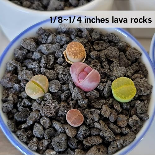 7lb Black Lava Rock for Plant, 1/8-1/4 inch Horticultural Volcanic Rock Soil for Decorative Landscaping Bonsai, Cacti, Succulents Plants Top Dressing for Release Excess Water - view 6
