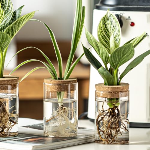 Glass Plant Propagation Station Set of 6, Modern Desktop Flower Vase for Succulent Cuttings, Home Office Decoration, Ideal Housewarming Gift for Living Room, Bedroom - view 3