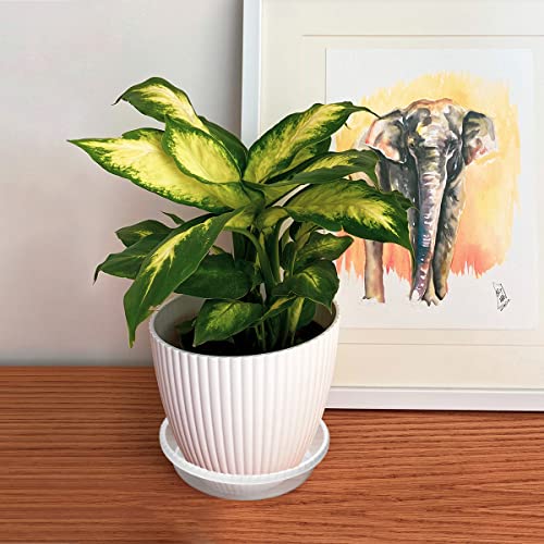 10 Pack Clear Plastic Plant Saucer, Durable Plant Trays Flower Plant - view 3