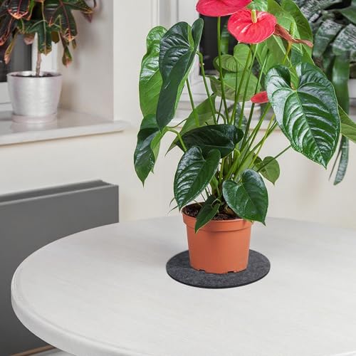 Felt Plant Coasters, 8 Inch 8 Pcs - view 7