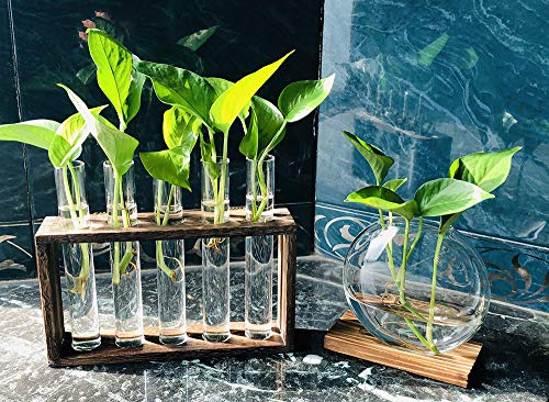 5 Tube Wooden Plant Propagation Station, Tabletop Glass Terrarium Holder for Cuttings Hydroponics, Home Office Desk Decor Gift for Women Mom Plant Lovers, Brown - view 4