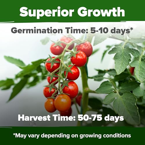 Large Red Cherry Tomato Seeds 2 Pack (Solanum lycopersicum) - Approx.1000 & Genovese Basil Seeds 2 Pack - 3500 Non GMO - view 3
