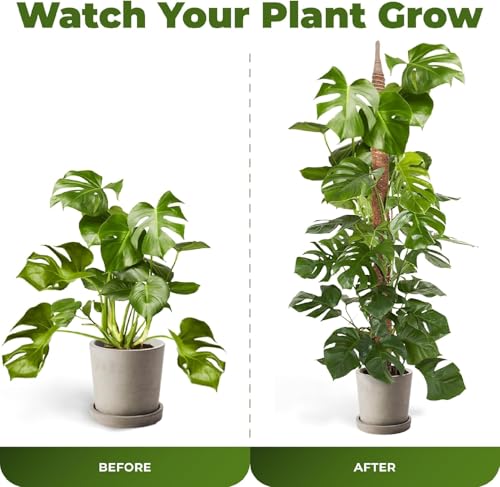 2 Pack 63 Inch Bendable Moss Pole Monstera Plant Support Stakes for Indoor Plants - Tall Moss Stick Trellis for Potted Climbers - Stem Support Accessories for Climbing Houseplants - view 5