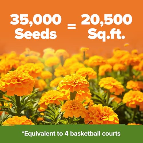Flower Garden Pollinator Bundle – 35,000+ Non-GMO USA Seeds: Japanese White Lilac, Crackerjack Marigold & Autumn Beauty Sunflower for Outdoor Planting & Vibrant Blooms - view 5
