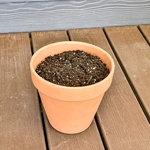 Potting Soil for Ferns (8 Quarts), Hand Blended Soil Mixture for Planting and Re-Potting Indoor and Outdoor Ferns - view 3