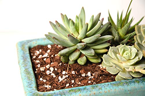 Succulent & Cactus Soil, 4 qt, Organic Potting Mix - view 6