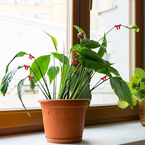 100 Pack Plant Training Clips, 90 Degrees Plant Stem Bender, Low Stress Plant Branch Trainer Clips for Flowers, Vegetables, Plant Gardening (Circle Style,Red) - view 7