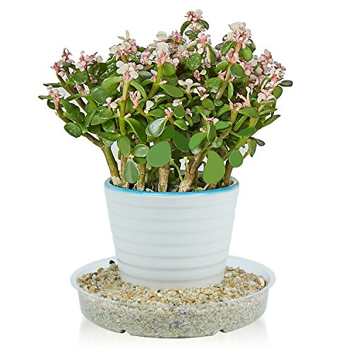 10 Pieces of 4 inch, Clear Plastic Plant Saucer Drip Trays for pots (4") - view 3