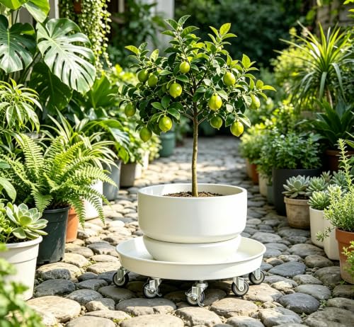 16" Heavy Duty Plant Caddy (430lbs Capacity)-Lockable Non-Scratch Swivel Casters Rolling Plant Stand Saucer for Hardwood Floor & Patio Indoor & Outdoor Use,2-Pack,White - view 5