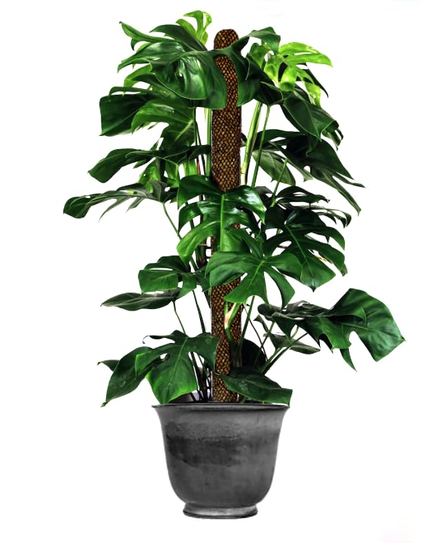 Sphagnum Moss Pole for Indoor Plants, Monstera Moss Pole, Plant Pole Made in USA - Ideal for Climbing Plants, Enhances Plant Growth & Stability - 12" Height - view 3
