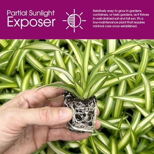Spider Plant Variety Pack 4 Live Plants Ocean Hawaiian Green Bonnie - view 3
