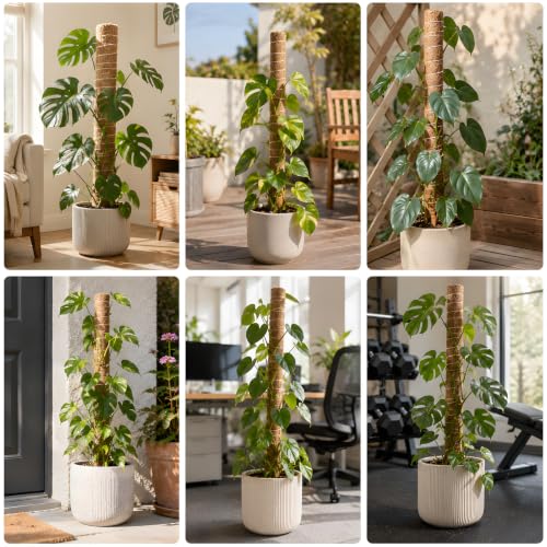 4 Pcs 15in Stackable Support，Moss Poles for Climbing Plants - view 4