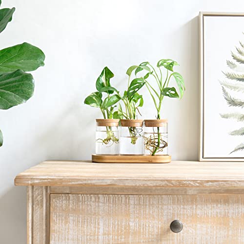 Plant Propagation Stations, 3 Pcs Glass Vases with Wooden Stand & Lid - view 2