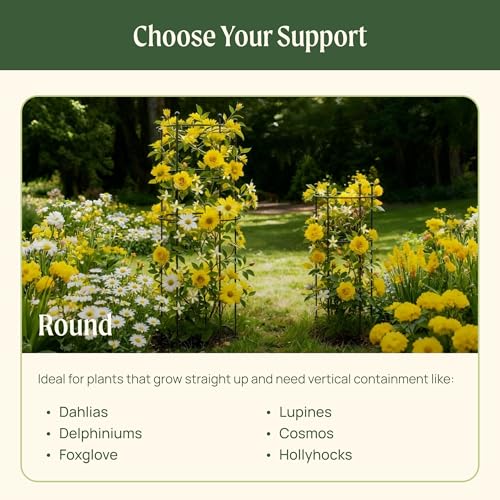 Peony Cages and Supports 2 Pack, Heavy Duty Metal Flower Support Cage, 24"(W) x 36" (H) Trumpet Plant Support for Peonies, Roses, Perennials & Garden Flowers, Rust-Resistant Steel Plant Support Ring - view 4