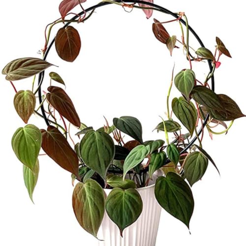 2pcs Iron Plant Support Trellis for Climbing Vines, and Creepers - view 4