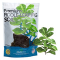 Novaterra Fiddle Leaf Fig Potting Soil Mix for Ficus Lyrata, 2.4 Quarts