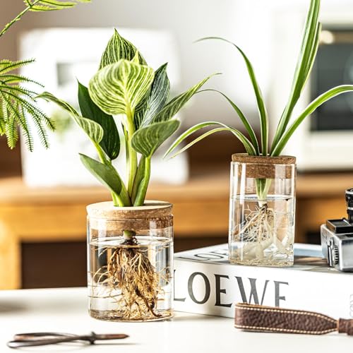 Plant Propagation Station,Hydroponic Glass Container Vase 2 Sizes Planter Propagated Jars for Desks, Houses, Garden Decorations,Home Kitchen Decorations and Gifts cu.20.5 (6pcs) - view 3