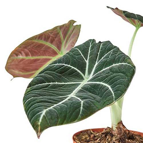 Alocasia Reginula Black Velvet Live Plant | Houseplants in 4'' & 6'' Pot - view 3