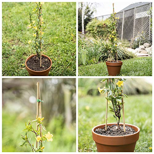 Natural Bamboo Stakes 3 Feet, Eco-Friendly Garden Stakes, Plant Stakes Supports Climbing for Tomatoes, Trees, Beans, 25 Pack - view 5
