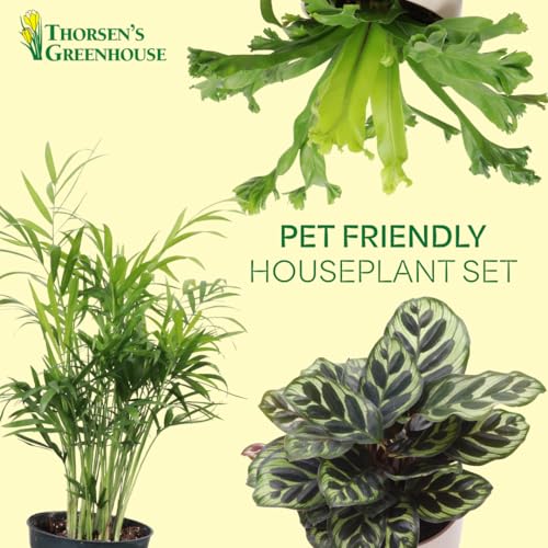 Live Pet Friendly Indoor Houseplant Bundle, 3-Pack, 4" Pots - view 3