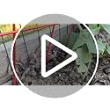 39.4" H Cucumber Trellis, 2 Pack Foldable A Frame Garden Trellis - view 7