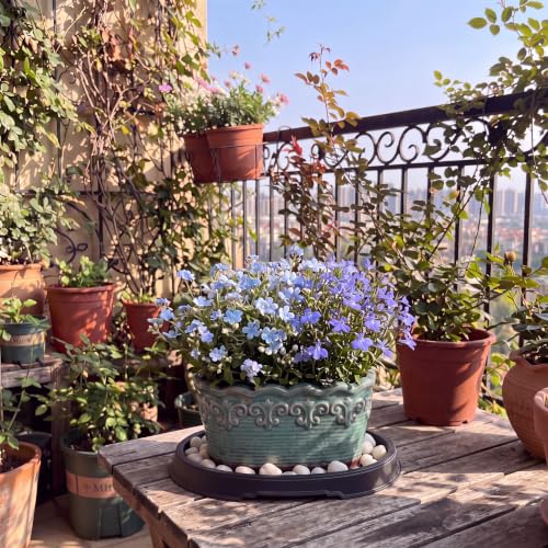 2 Pcs Bonsai Humidity Drip Tray for Plants,9.13 x 6.02 Inch - view 5