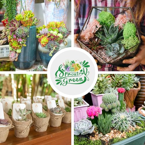 30 Live Succulent Plants, 6 Assorted Varieties of Real Succulents Potted in 2" Starter Pot with Soil Mix, Rare Small Indoor House Plants for Home Garden Wedding Decor Party Favor - view 2