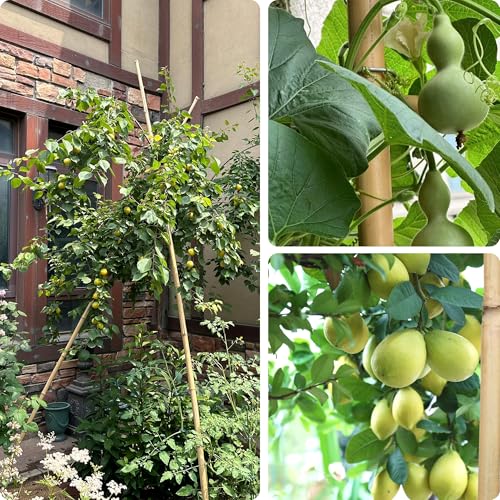 8FT Bamboo Stakes Plant Stakes 1in Thick Dia. Garden Poles 10 Pack - view 5