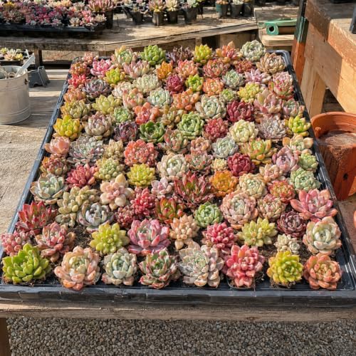 12 Pack Succulents Plants Live, Assorted Mini Succulents Bundle, Easy Care Bare Root Succulent Plants for Indoor Outdoor Decor, Home Office Desk, Terrarium DIY, Gift for Plant Lovers - view 2