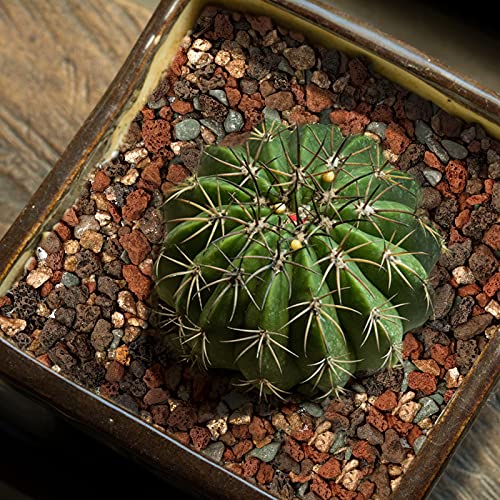 9.7lb Mix Horticultural Lava Rock Pebbles-Decorative Landscaping Gritty Rocks,Pumice Potting Soil Amendment,Additive for Succulent,Cactus Bonsai,Vase Fillers,Terrarium,Fairy Gardening,Top Dressing. - view 5