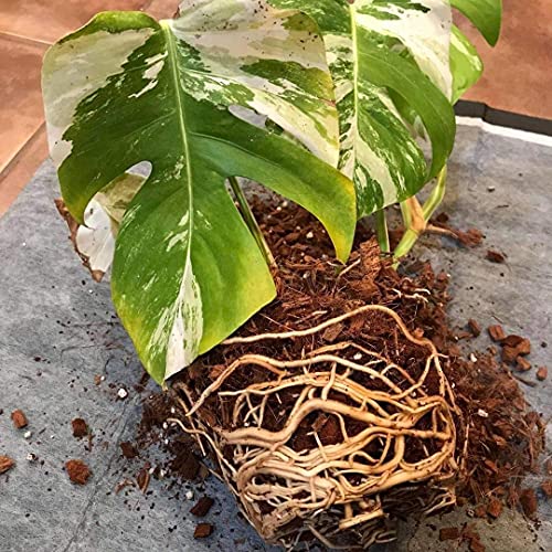 Indoor Coconut Chips Husk Bark Potting Mix Coco Coir Brick. Avoid Root Rot with Fast Draining Soil. Houseplant, Monstera, Fiddle Leaf Fig, Orchid. Hydrate in Bag for ~ 2 Gal. - view 6