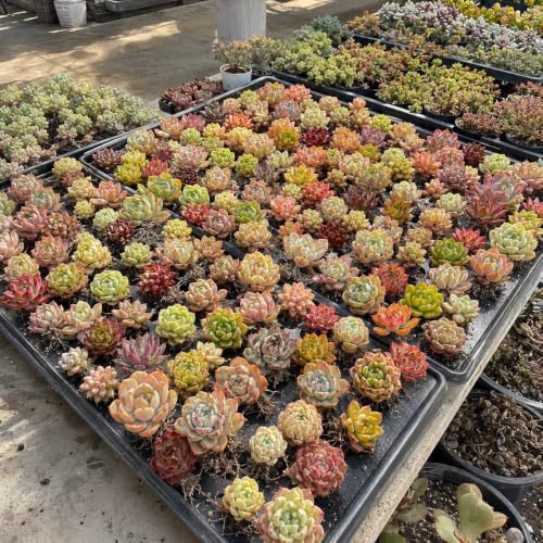 12 Pack Succulents Plants Live, Assorted Mini Succulents Bundle, Easy Care Bare Root Succulent Plants for Indoor Outdoor Decor, Home Office Desk, Terrarium DIY, Gift for Plant Lovers - view 5