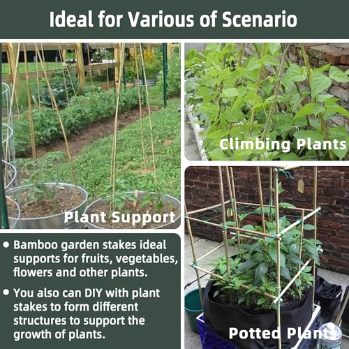 50Pcs / 18 inch Bamboo Plant Stakes for Indoor Outdoor Plants, Garden Plant Support Sticks, Poles for Tomato Vegetables Beans Trees Potted Climbing Plants(0.32''-0.4'') - view 4