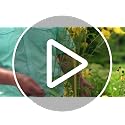 90594 ONE-WRAP Garden Ties | Plant Supports for Effective Growing Strong Gardening Grips are Reusable and Adjustable | Cut-to-Length, 30ft x 1/2in Roll, Green - view 3