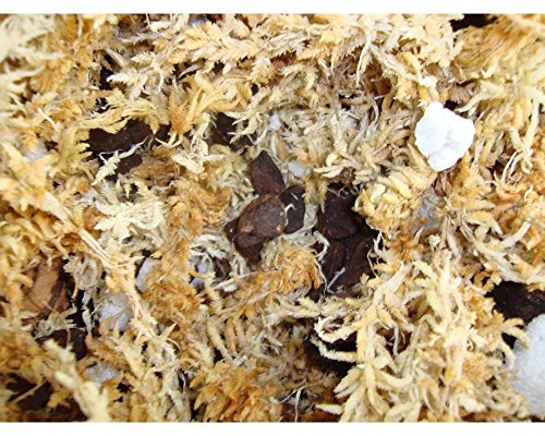 Orchid Potting Mix - Phalaenopsis AAA Gold Imperial Orchid Mix (Mini Bag) - Premier Orchid Potting Mix with Orchid Moss and Orchid Bark - Hand Blended in The USA - view 4