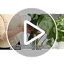 2 Pack 25 Inch Coco Coir Moss Poles for Climbing Indoor Plants - Handmade Plant Support for Creepers to Grow Upwards - view 7