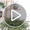 Mushroom Shaped Self-Watering Globes - 2 Pack Glass Automatic Plant Waterer for Indoor Outdoor Plants, Water Bulbs & Decorative Stakes for Plant Lovers - view 7