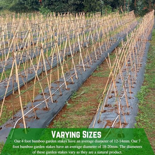 Bamboo Garden Stakes - Bambo Sticks, Bamboo Plant Stakes for Outdoor Plants, Plant Support Stakes for Indoor Plants (7 Foot - 20 Pack) - view 4