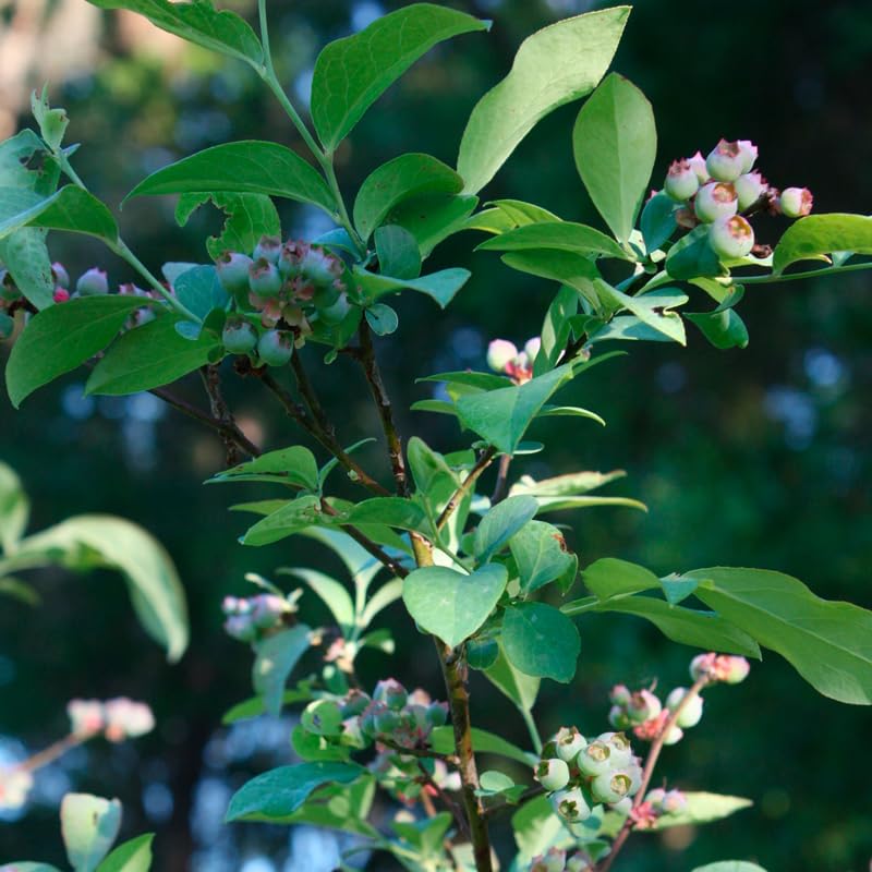 Live Blueberry Biloxi Plant (4 Pack) Southern Highbush Berry - view 5