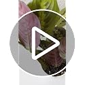 Red Prayer Plant, Red Maranta, Gorgeous Live Indoor Plant, Easy to Care and Rare Variety 4 inch Pot - view 7