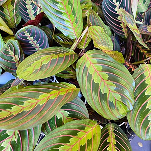 Red Prayer Plant, Red Maranta, Gorgeous Live Indoor Plant, Easy to Care and Rare Variety 4 inch Pot - view 3