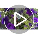 Plant Watering Device - Easy XL Self Watering Planter Insert for Indoor Plants - Bottle Adapter - Prevents Overwatering and Underwatering for Healthy Growth - 6 Pack - view 7