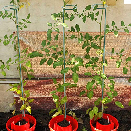 12 Pack 36 inch Plant Support Stakes,Single Stem Plant Support Stake Single Plant Stem Garden Flower Support Stake Steel Plant Cage Support Ring for Orchid Gladiolus Iris Dahlia Amaryllis Rose Lily - view 2