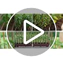 100 PCS 3FT Bamboo Plant Stakes, 6.3mm Thick Bamboo Stakes - view 7